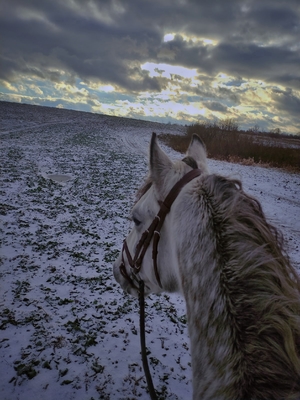 Незабываемые прогулки на лошадях со скидкой до 50% от частной конюшни «Ворожба» Незабываемые прогулки на лошадях со скидкой до 50% от частной конюшни «Ворожба»