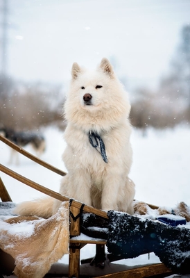 Познавательно-развлекательные экскурсии, аренда монгольской юрты и финского гриль-домика, катание на снегоходах и многое другое в «Хаски блюз» со скидкой до 50%!