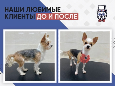 Груминг на фрунзе