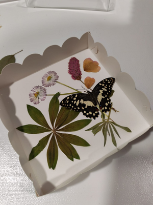 Выставка тропических бабочек и авторские мастер‑классы со скидкой до 40%