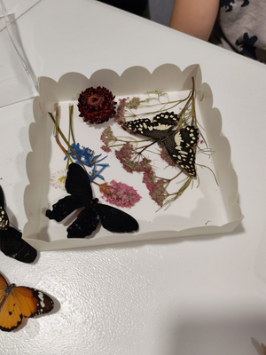 Выставка тропических бабочек и авторские мастер‑классы со скидкой до 40%