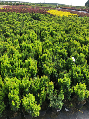 Успей приобрести! Скидка на садовые растения до 30%! Успей приобрести! Скидка на садовые растения до 30%!
