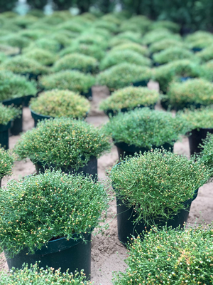 Успей приобрести! Скидка на садовые растения до 30%! Успей приобрести! Скидка на садовые растения до 30%!