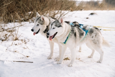 Познавательно-развлекательные экскурсии, аренда монгольской юрты и финского гриль-домика, катание на снегоходах и многое другое в «Хаски блюз» со скидкой до 50%!