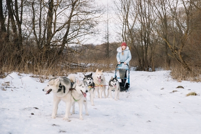Хаски Блюз, катание на хаски