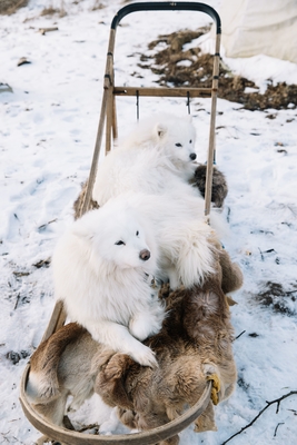 Познавательно-развлекательные экскурсии, аренда монгольской юрты и финского гриль-домика, катание на снегоходах и многое другое в «Хаски блюз» со скидкой до 50%!