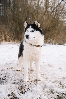 Познавательно-развлекательные экскурсии, аренда монгольской юрты и финского гриль-домика, катание на снегоходах и многое другое в «Хаски блюз» со скидкой до 50%!