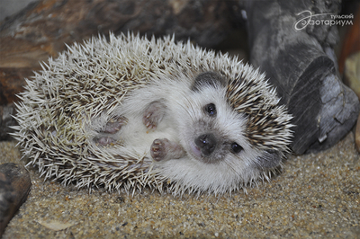 Зимний холод нипочём — в зоопарк с тобой пойдем!  Жаркая акция в Тульском Экзотариуме для родителя и ребёнка вместе с Хомсбокс!
