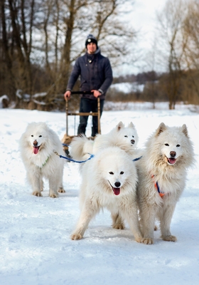 Хаски Блюз, катание на хаски
