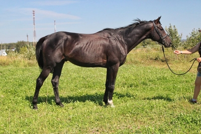 Ворожба, конюшня