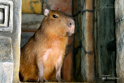 Зимний холод нипочём — в зоопарк с тобой пойдем!  Жаркая акция в Тульском Экзотариуме для родителя и ребёнка вместе с Хомсбокс!