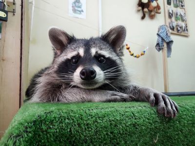 Центр социальной реабилитации  Енотоград