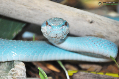 Зимний холод нипочём — в зоопарк с тобой пойдем!  Жаркая акция в Тульском Экзотариуме для родителя и ребёнка вместе с Хомсбокс!