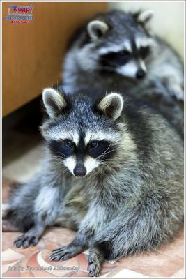 Центр социальной реабилитации  Енотоград