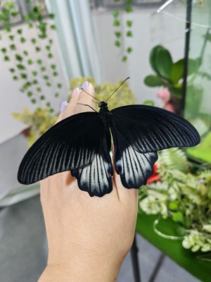 Выставка тропических бабочек и авторские мастер‑классы со скидкой до 28% Выставка тропических бабочек и авторские мастер‑классы со скидкой до 28%