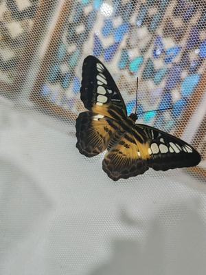 Выставка тропических бабочек и авторские мастер‑классы со скидкой до 28% Выставка тропических бабочек и авторские мастер‑классы со скидкой до 28%