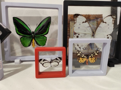 Выставка тропических бабочек и авторские мастер‑классы со скидкой до 28% Выставка тропических бабочек и авторские мастер‑классы со скидкой до 28%