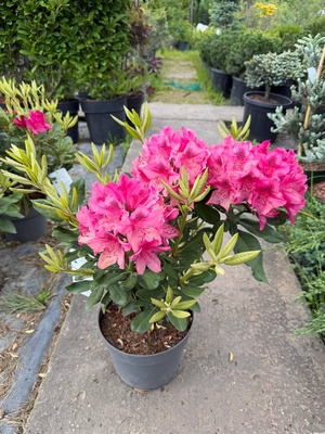 Жара скидок: озеленение участка выгодно с садовым центром «Ландшафт Люкс» Жара скидок: озеленение участка выгодно с садовым центром «Ландшафт Люкс»