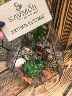 Сеть магазинов Клумба