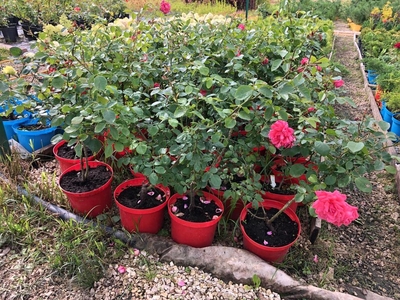 Питомник «Садовый лабиринт»