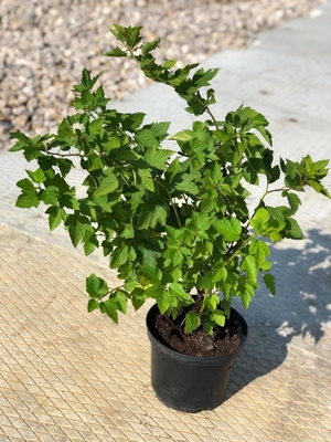 Питомник «Садовый лабиринт»