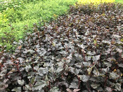 Питомник «Садовый лабиринт»