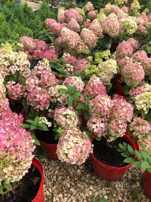 Питомник «Садовый лабиринт»