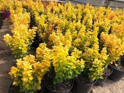 Питомник «Садовый лабиринт»