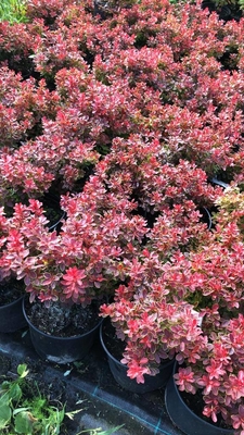 Питомник «Садовый лабиринт»