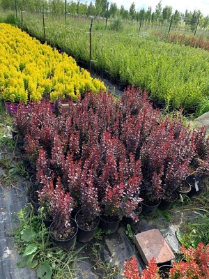 Питомник «Садовый лабиринт»