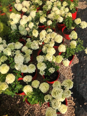 Питомник «Садовый лабиринт»