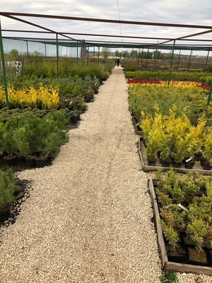 Питомник «Садовый лабиринт»