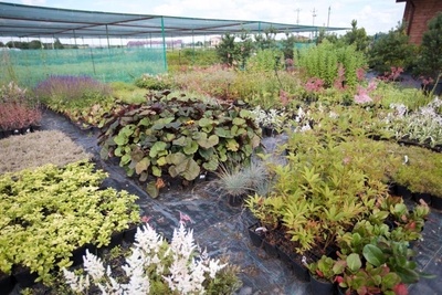 Питомник «Садовый лабиринт»