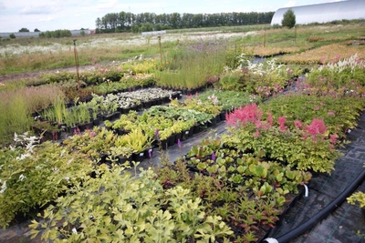 Питомник «Садовый лабиринт»