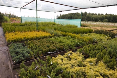 Питомник «Садовый лабиринт»