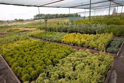 Питомник «Садовый лабиринт»