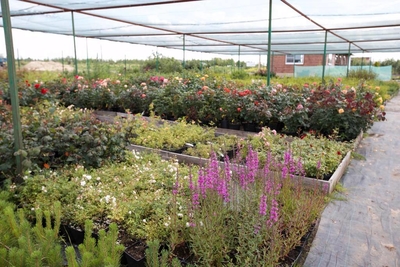 Питомник «Садовый лабиринт»