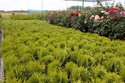 Питомник «Садовый лабиринт»