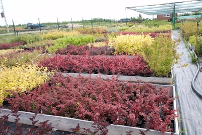 Питомник «Садовый лабиринт»