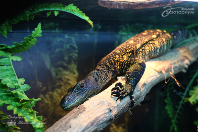Зимний холод нипочём — в зоопарк с тобой пойдем!  Жаркая акция в Тульском Экзотариуме для родителя и ребёнка вместе с Хомсбокс!