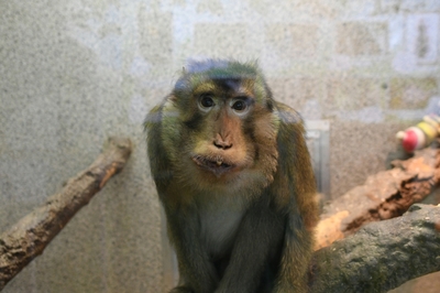Зимний холод нипочём — в зоопарк с тобой пойдем!  Жаркая акция в Тульском Экзотариуме для родителя и ребёнка вместе с Хомсбокс!