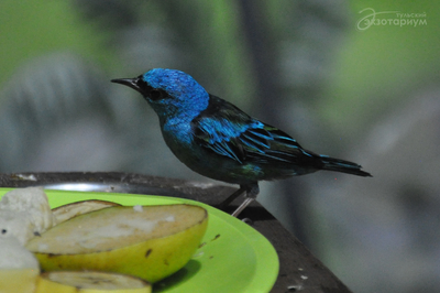 Зимний холод нипочём — в зоопарк с тобой пойдем!  Жаркая акция в Тульском Экзотариуме для родителя и ребёнка вместе с Хомсбокс!