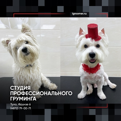 Груминг на фрунзе