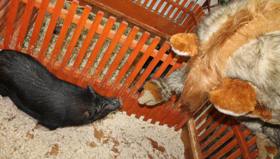 Трогательный зоопарк