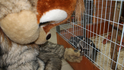 Трогательный зоопарк