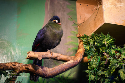 Зимний холод нипочём — в зоопарк с тобой пойдем!  Жаркая акция в Тульском Экзотариуме для родителя и ребёнка вместе с Хомсбокс!