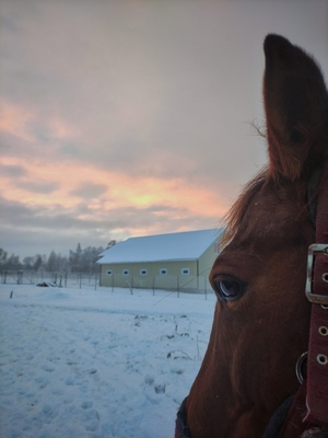Незабываемые прогулки на лошадях со скидкой до 50% от частной конюшни «Ворожба» Незабываемые прогулки на лошадях со скидкой до 50% от частной конюшни «Ворожба»