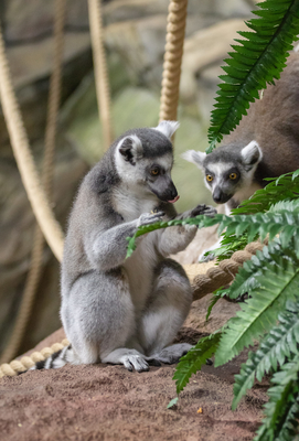 Зимний холод нипочём — в зоопарк с тобой пойдем!  Жаркая акция в Тульском Экзотариуме для родителя и ребёнка вместе с Хомсбокс!