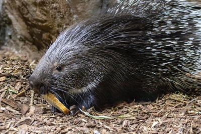 Зимний холод нипочём — в зоопарк с тобой пойдем!  Жаркая акция в Тульском Экзотариуме для родителя и ребёнка вместе с Хомсбокс!