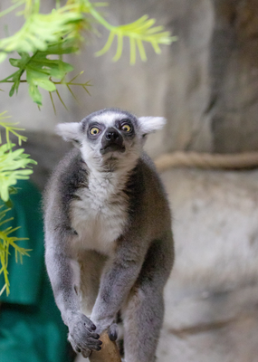 Зимний холод нипочём — в зоопарк с тобой пойдем!  Жаркая акция в Тульском Экзотариуме для родителя и ребёнка вместе с Хомсбокс!